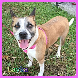 Thumbnail photo of Layka #3