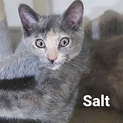 Photo of Salt