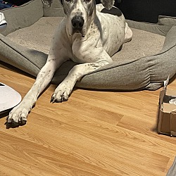 Photo of Jango