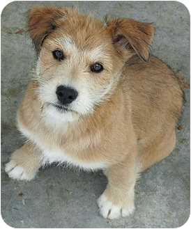 golden fox terrier