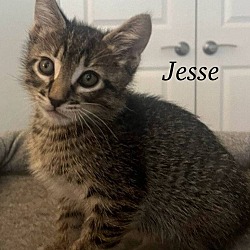 Photo of Jesse
