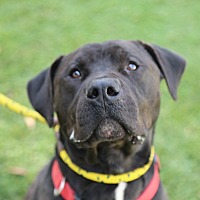 adopt-pet