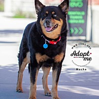 adopt a pet