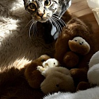 adopt a pet