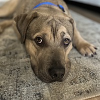 adopt a pet