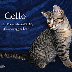 Thumbnail photo of Cello #1