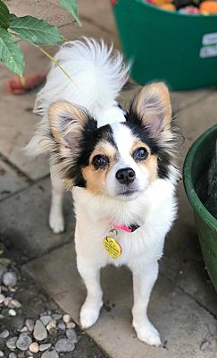 Buffalo Ny Papillon Meet Chloe A Pet For Adoption