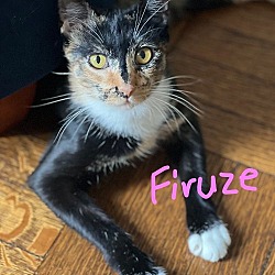 Photo of Firuze: Stunning, Loving Tortie!!