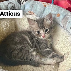 Photo of Atticus