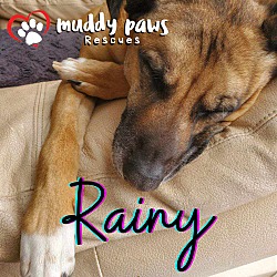 Thumbnail photo of Rainy (Courtesy Post) #2