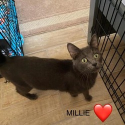 Thumbnail photo of Millie 2 #1