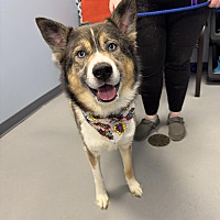 adopt a pet