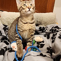 adopt a pet