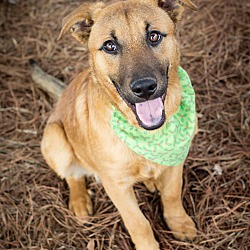 Thumbnail photo of Scout/adopted! #2