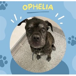 Photo of OPHELIA