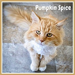 Photo of Pumpkin Spice: DLH (FCID# 2/14/2024 - 35) C