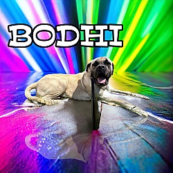 Photo of BODHI (Big Baby)