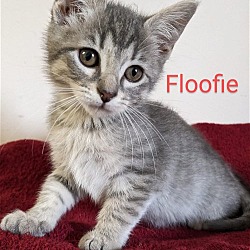 Photo of Floofie