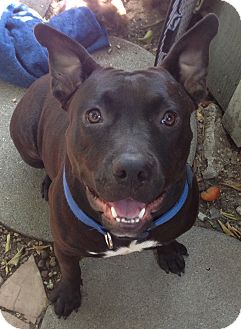american staffordshire terrier corgi mix