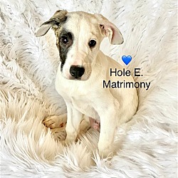 Thumbnail photo of Hole E. Matrimony #1