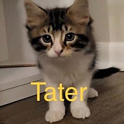 Photo of Tater