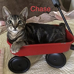 Thumbnail photo of Chase #2