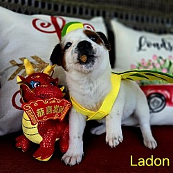 Thumbnail photo of Ladon #4