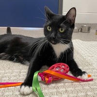 adopt a pet