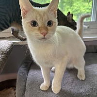 adopt a pet