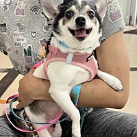 adopt a pet