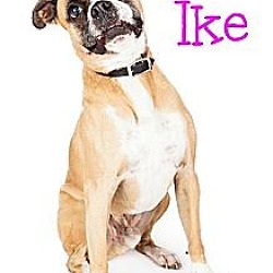 Thumbnail photo of Ike #3