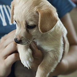 Thumbnail photo of Louis - Chanel pup #3