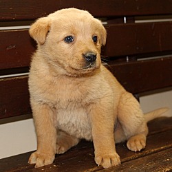 Thumbnail photo of Teddy Kay~adopted! #3