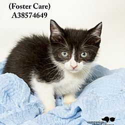 Thumbnail photo of Uriel (in a foster home) #4