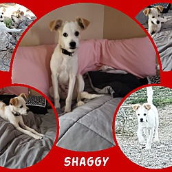 Thumbnail photo of Shaggy #3