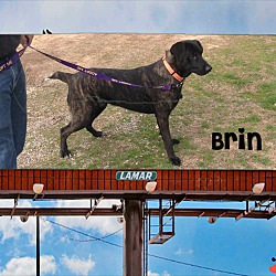 Thumbnail photo of Brin #2