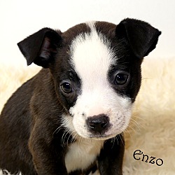 Thumbnail photo of Enzo~adopted! #4