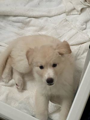 Van Nuys, CA - American Eskimo Dog/German Shepherd Dog. Meet Bailey a ...