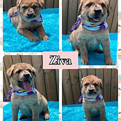 Thumbnail photo of Ziva #2