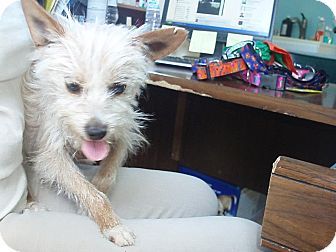 cairn terrier chihuahua mix white