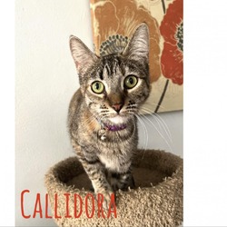 Thumbnail photo of Callidora #2