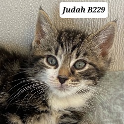 Photo of Judah B229