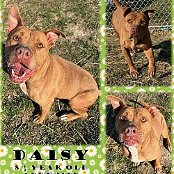 Thumbnail photo of DAISY - JCAS #2