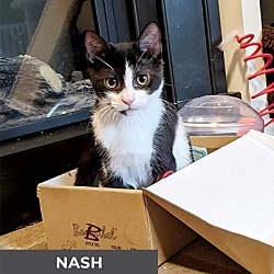 Thumbnail photo of Nash #2