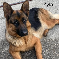 Thumbnail photo of Zyla #1