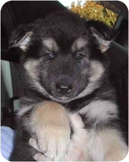 El Segundo Ca Norwegian Elkhound Meet Tina A Pet For Adoption El Segundo Ca Norwegian Elkhound