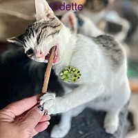 adopt a pet