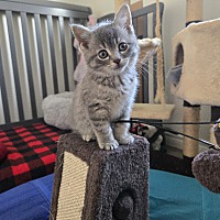 adopt-pet