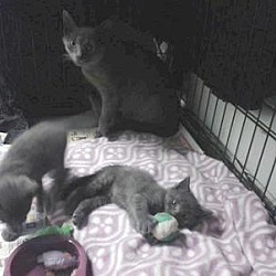 Thumbnail photo of Russian Blue kittens and mom #1