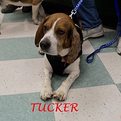 Thumbnail photo of TUCKER #1